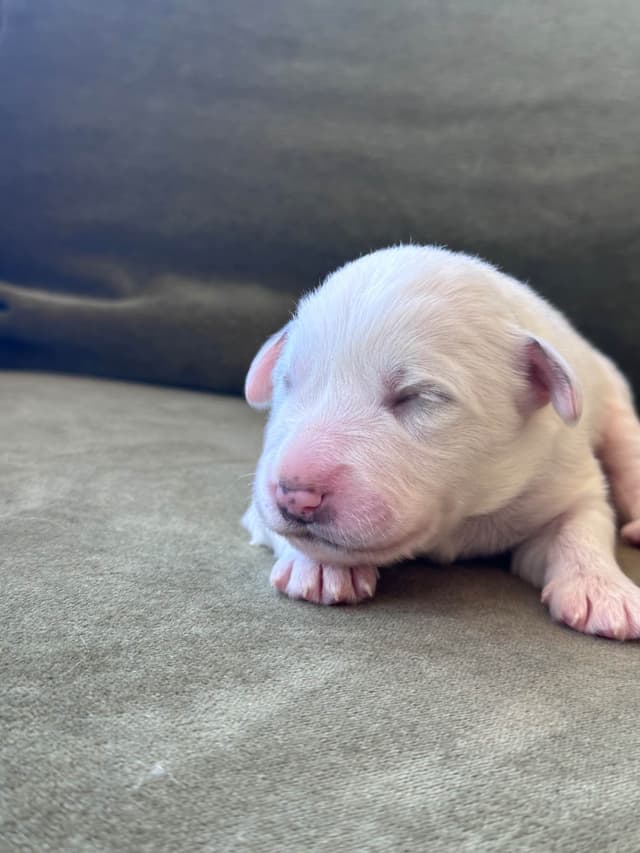 Great Pyrenees Puppies San Diego media 6