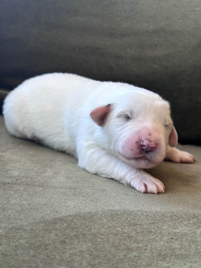 Great Pyrenees Puppies San Diego media 7