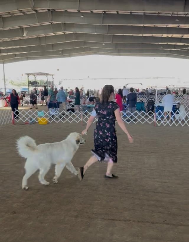 Great Pyrenees Puppies San Diego media 9