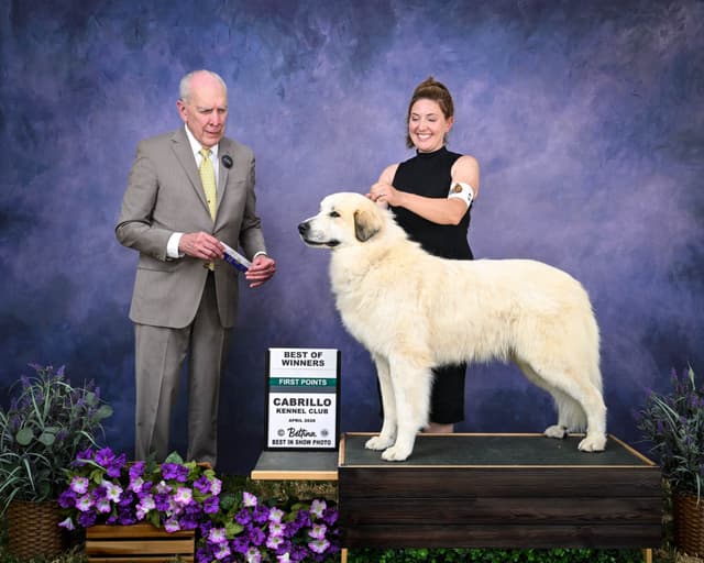 Great Pyrenees Puppies San Diego media 10
