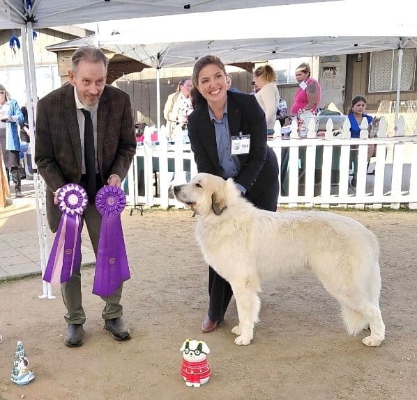 Great Pyrenees Puppies San Diego media 12