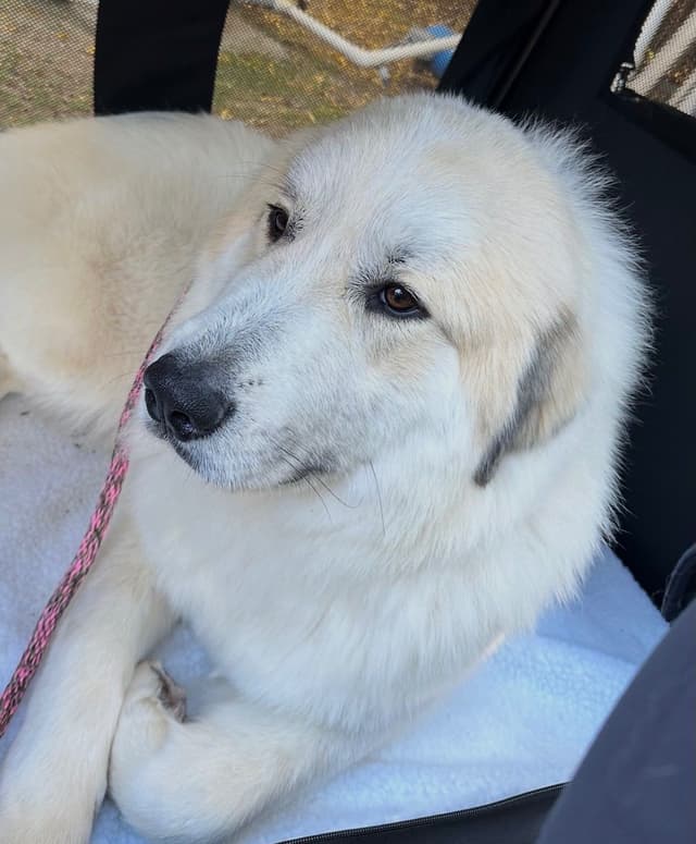 Great Pyrenees Puppies San Diego media 13