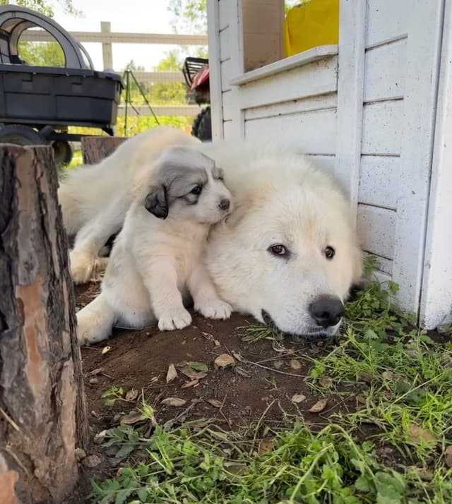 Great Pyrenees Puppies San Diego media 14