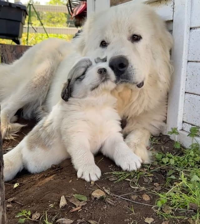 Great Pyrenees Puppies San Diego media 15