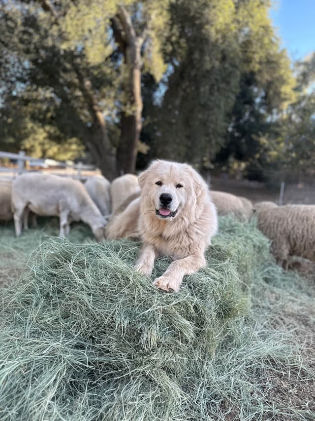Great Pyrenees Puppies San Diego media 16