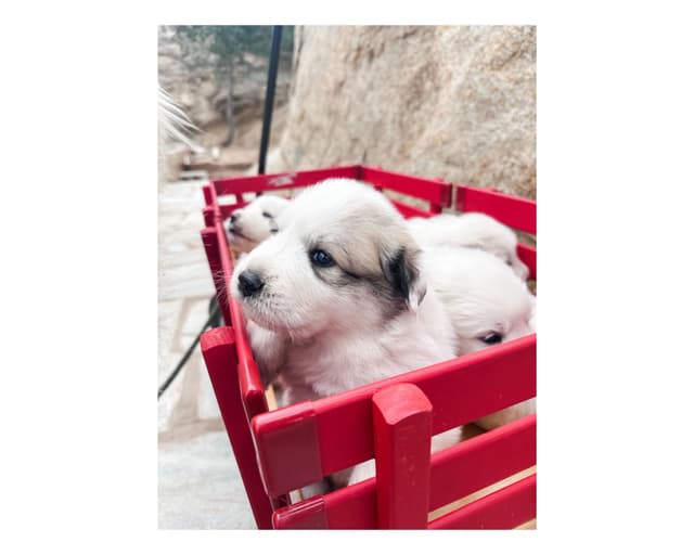 Great Pyrenees Puppies San Diego media 18