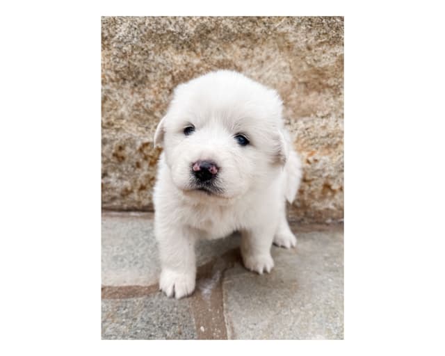 Great Pyrenees Puppies San Diego media 17