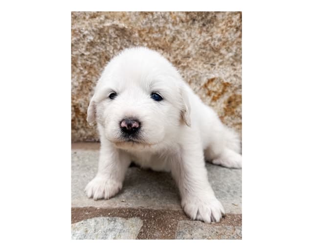 Great Pyrenees Puppies San Diego media 20
