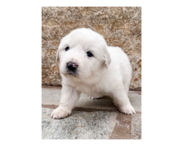 Great Pyrenees Puppies San Diego media 21