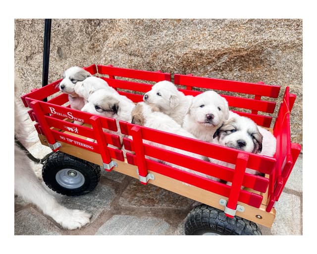 Great Pyrenees Puppies San Diego media 23