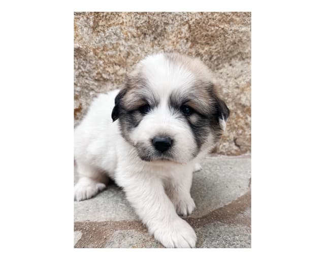 Great Pyrenees Puppies San Diego media 24