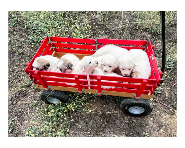Great Pyrenees Puppies San Diego media 25