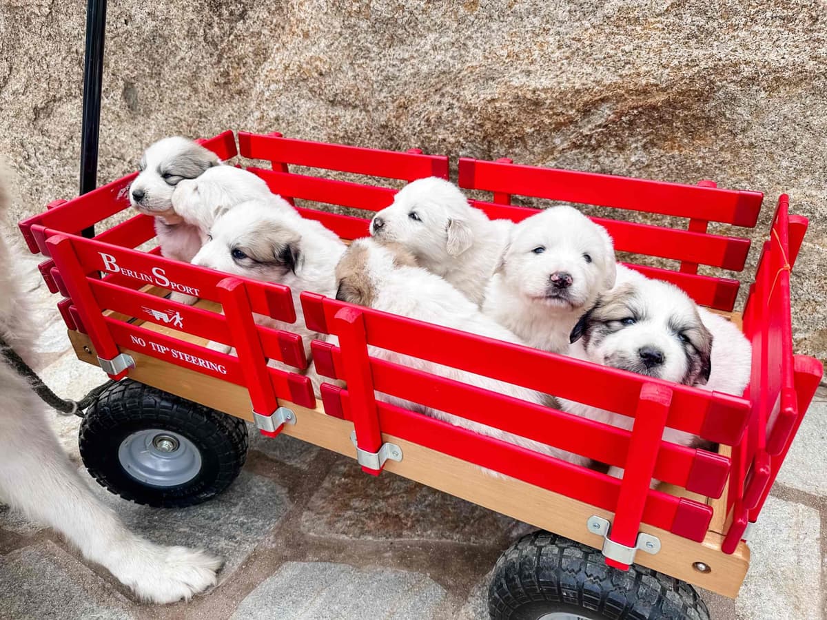 Great Pyrenees Puppies San Diego breeder image 2