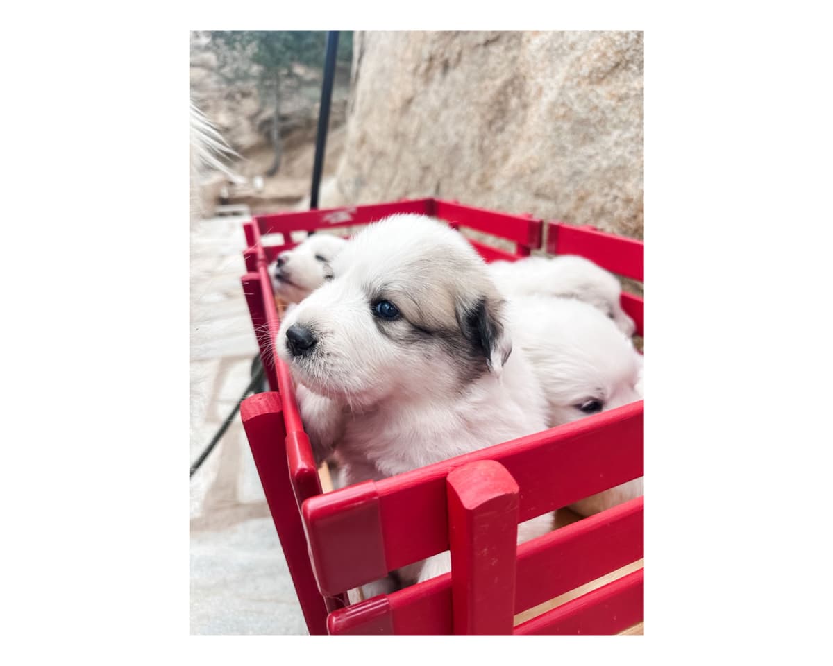 Great Pyrenees Puppies San Diego breeder image 4