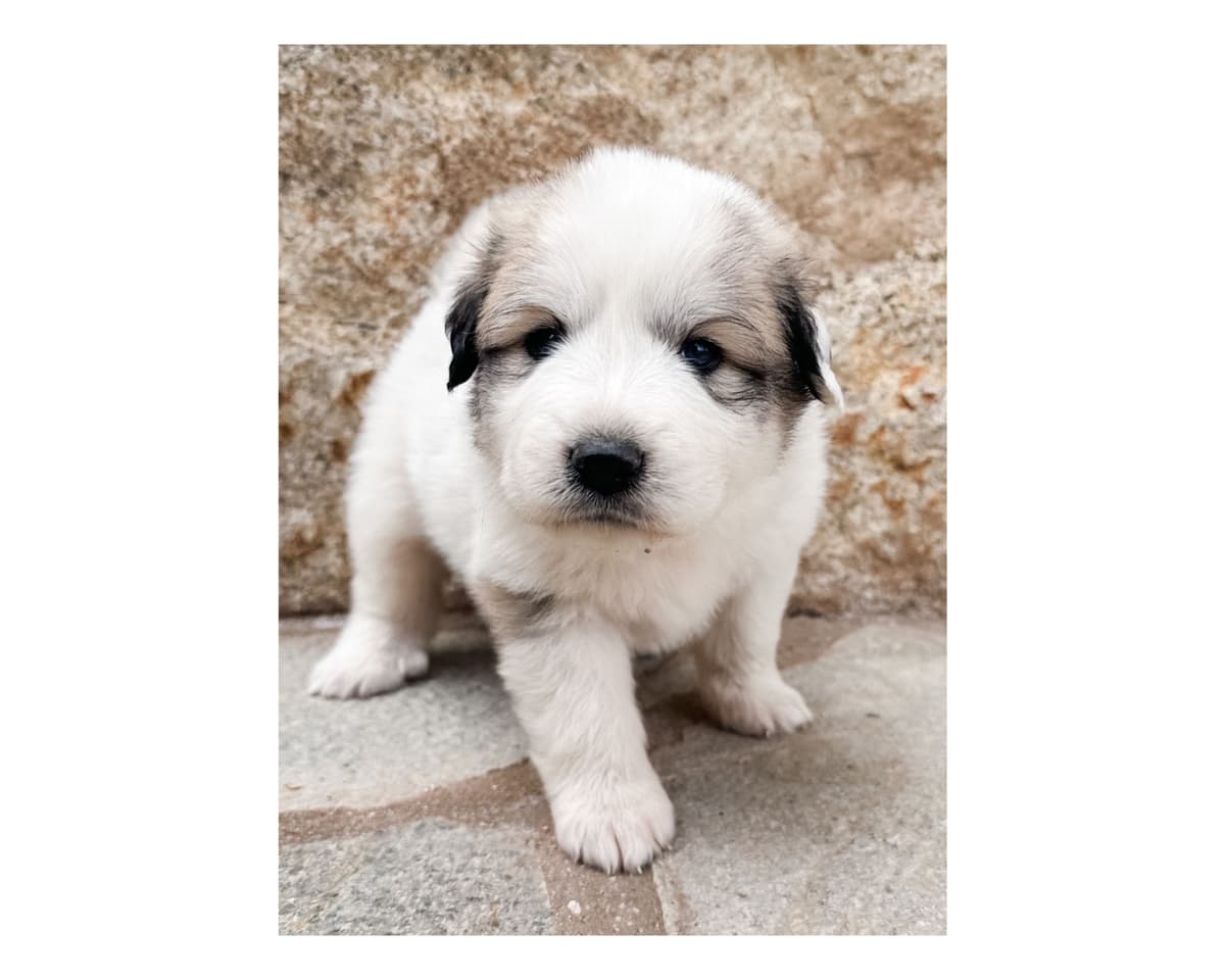 Great Pyrenees Puppies San Diego breeder image 5