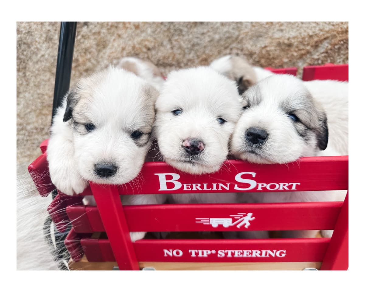 Great Pyrenees Puppies San Diego breeder image 10