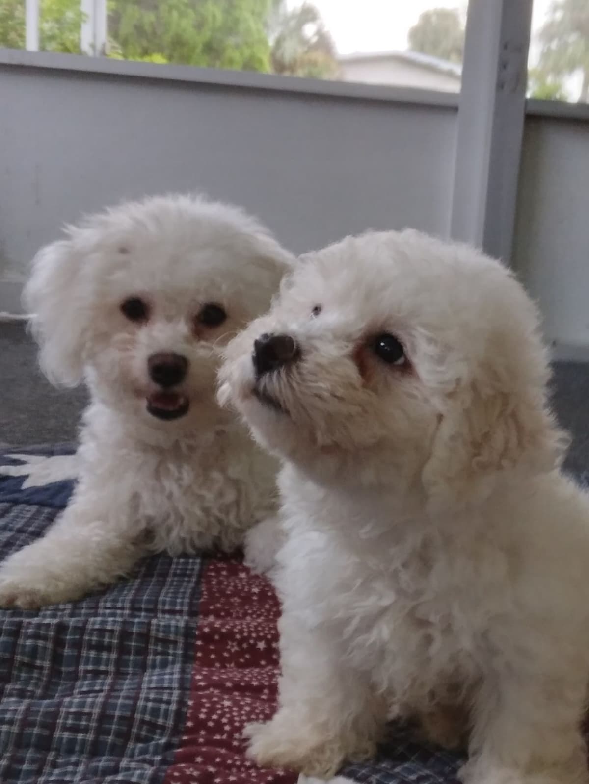 AKC Bichon Frise Puppies breeder image 1