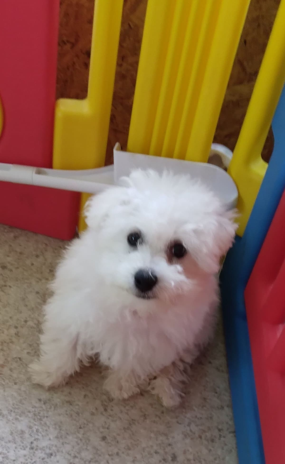 AKC Bichon Frise Puppies breeder image 3