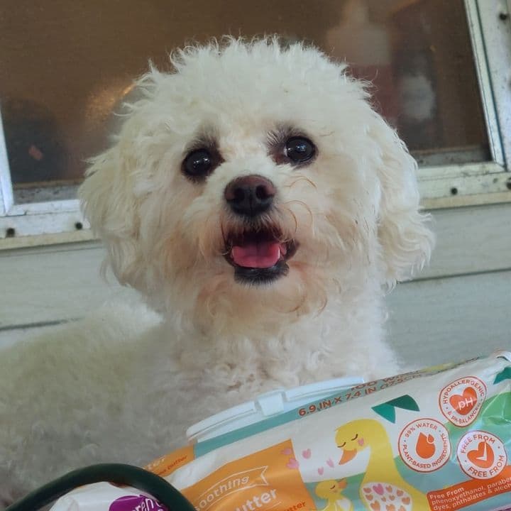AKC Bichon Frise Puppies breeder image 4