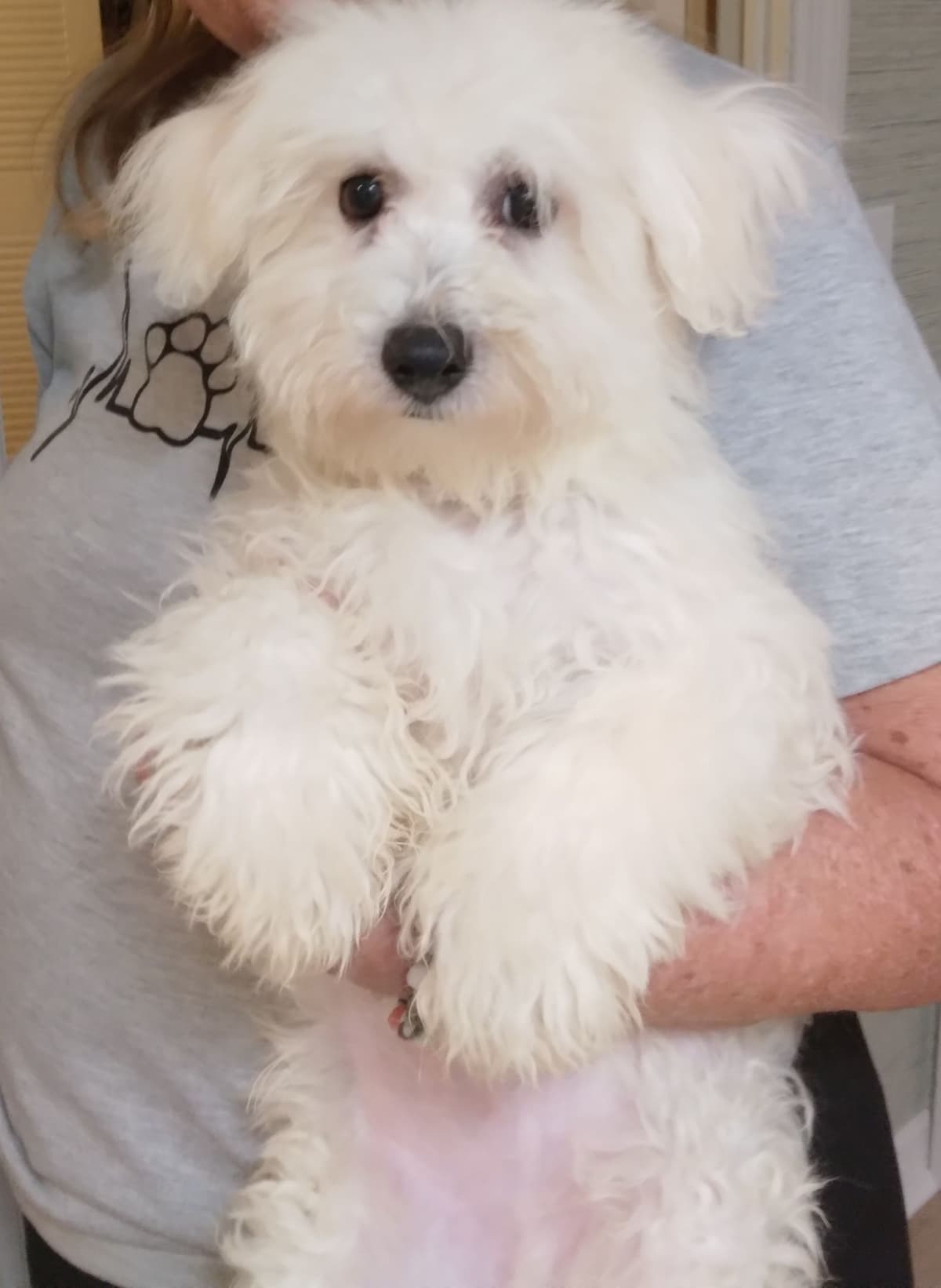 AKC Bichon Frise Puppies breeder image 5