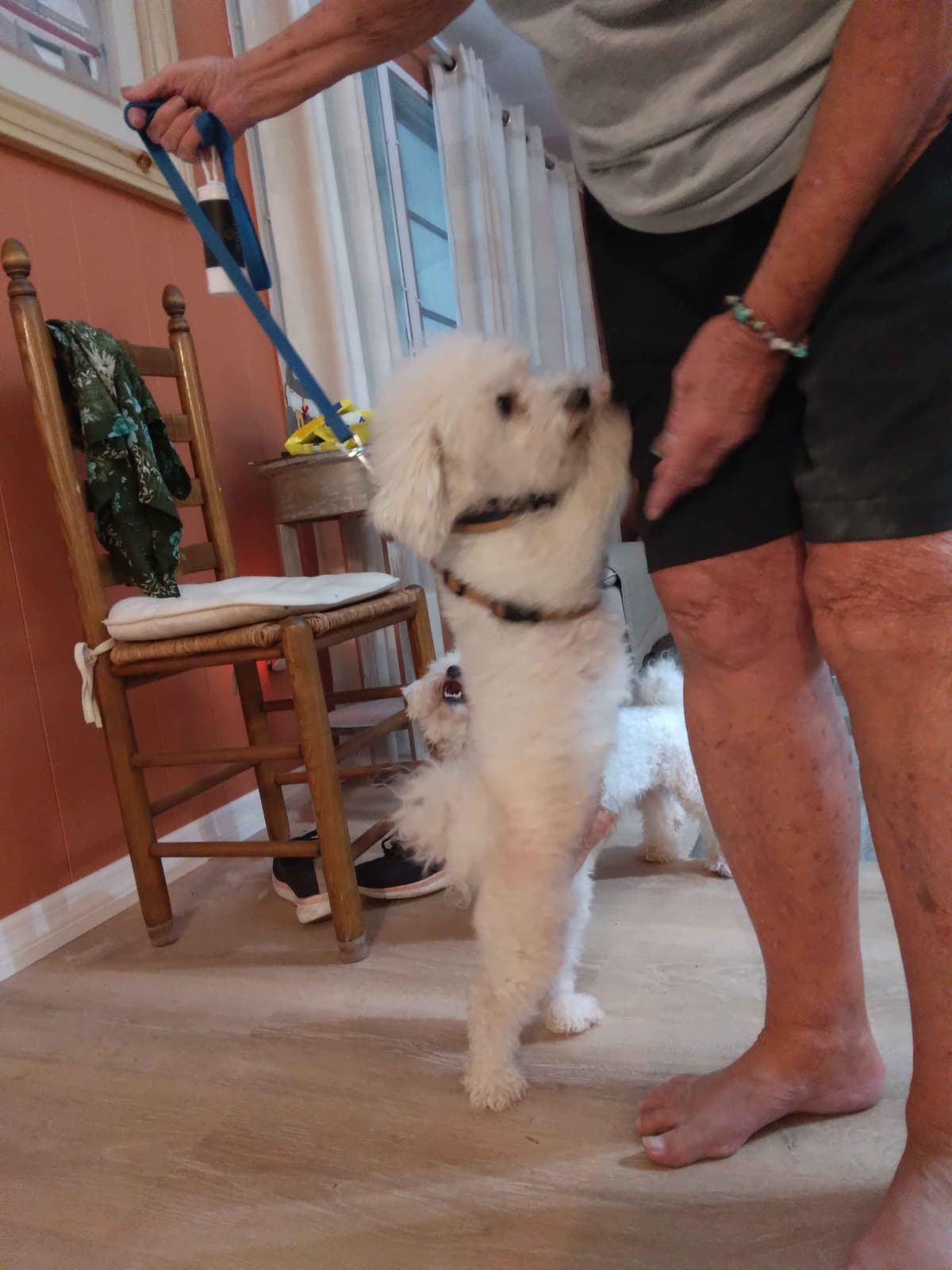 AKC Bichon Frise Puppies breeder image 6