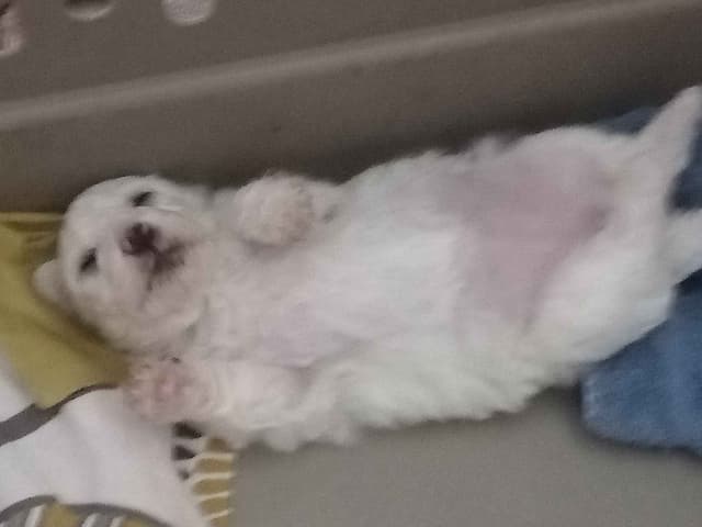 AKC Bichon Frise Puppies media 2