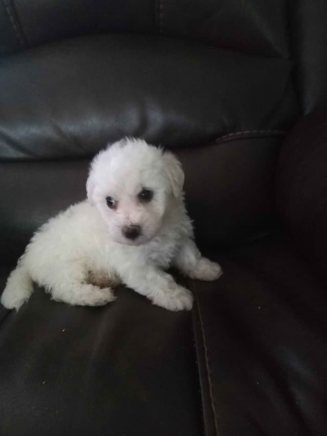 AKC Bichon Frise Puppies media 3