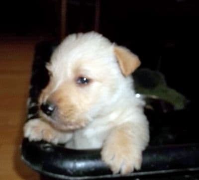 1 Female 10 weeks old Sale and One Female Dam 3 years breeder image 3