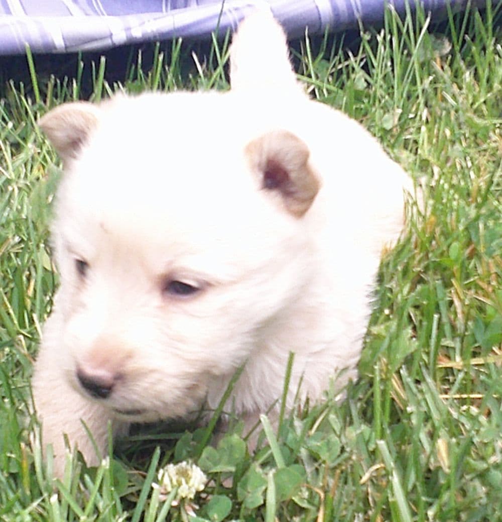 1 Female 10 weeks old Sale and One Female Dam 3 years breeder image 4