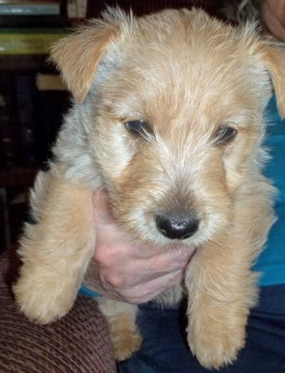 1 Female 10 weeks old Sale and One Female Dam 3 years breeder image 6
