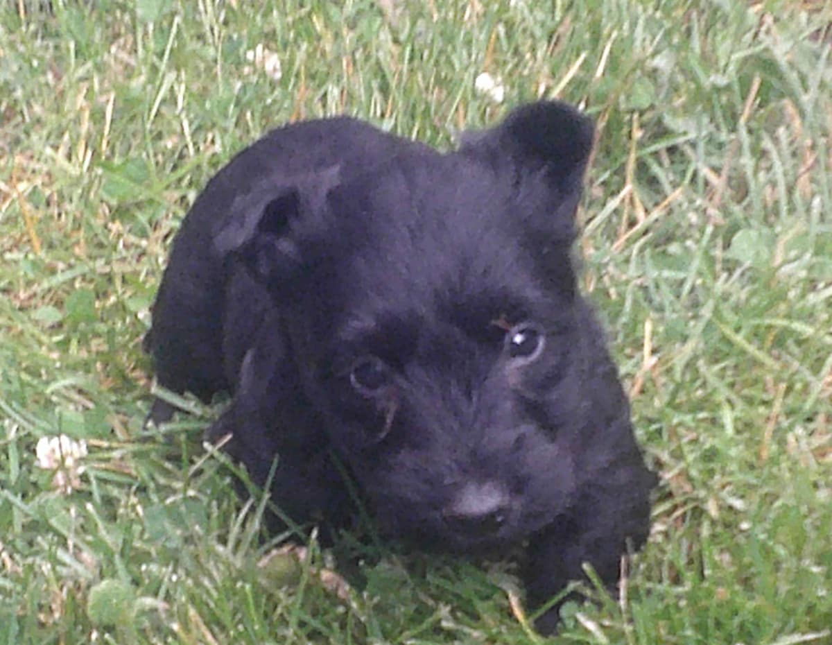 1 Female 10 weeks old Sale and One Female Dam 3 years breeder image 8