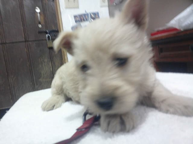1 Female 10 weeks old Sale and  One Female Dam 3 years media 2