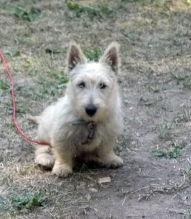 1 Female 10 weeks old Sale and  One Female Dam 3 years media 5