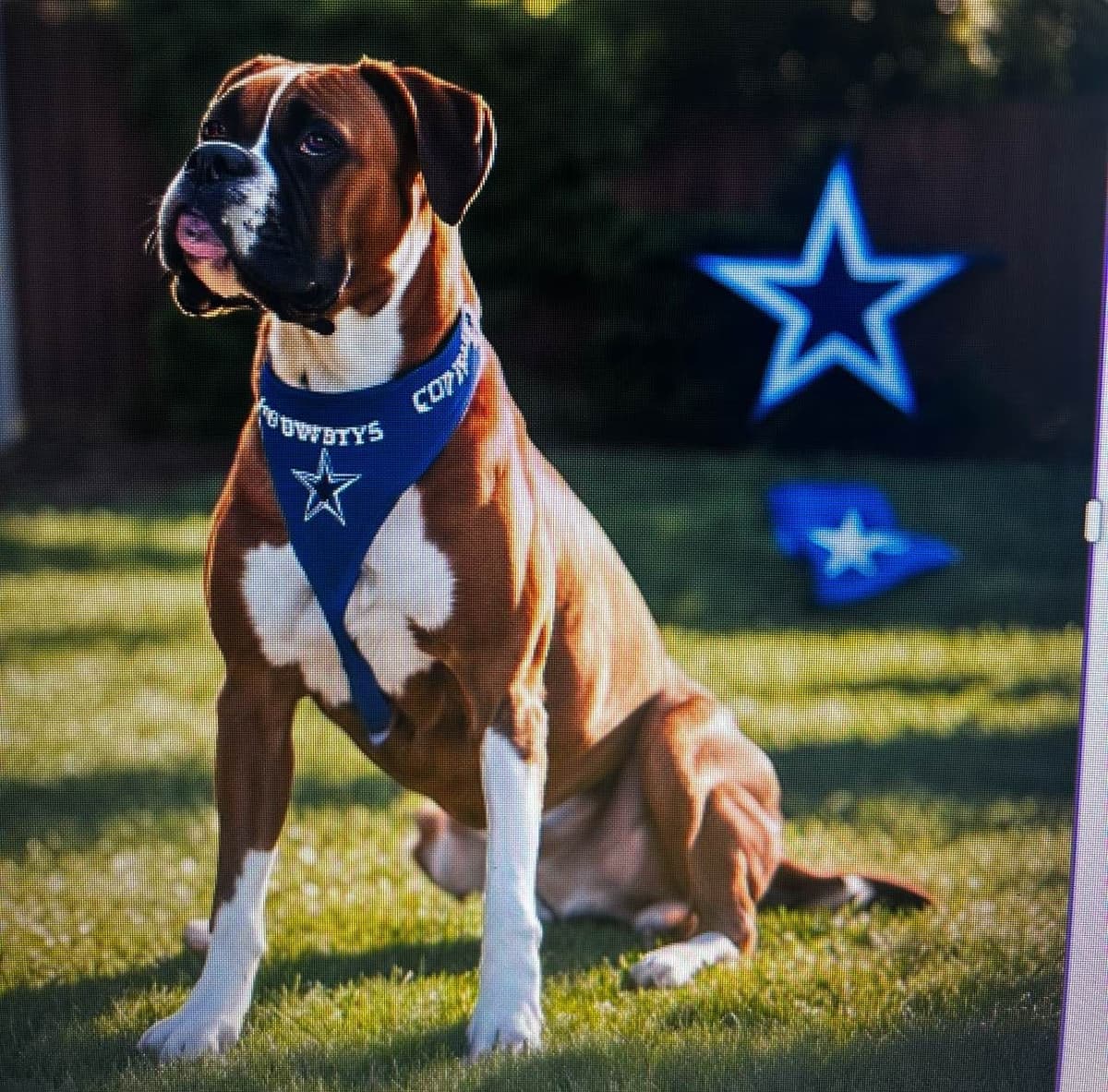 Boxer Puppies breeder image 1