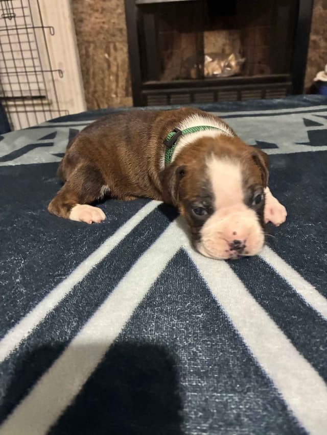 Boxer Puppies media 2