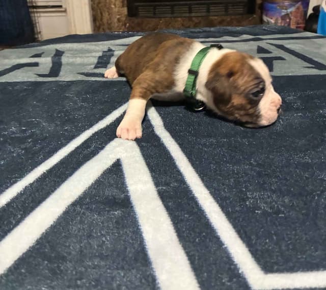 Boxer Puppies media 3