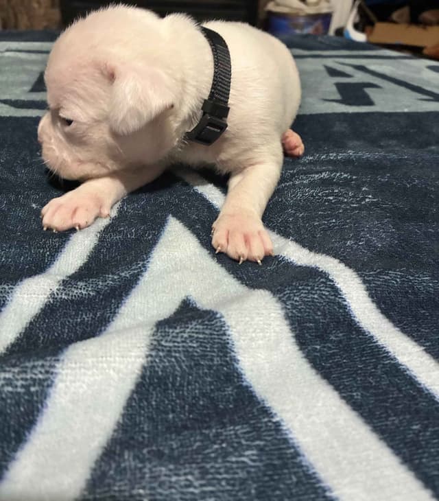 Boxer Puppies media 4