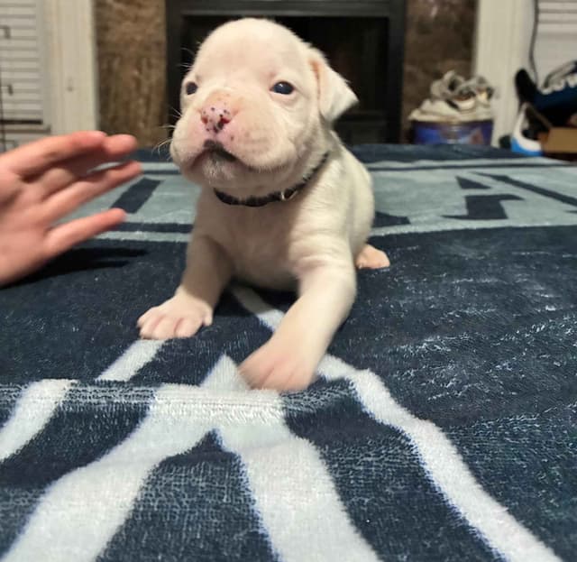 Boxer Puppies media 6