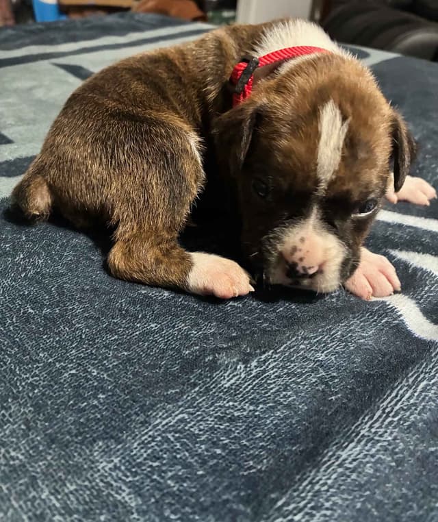 Boxer Puppies media 7