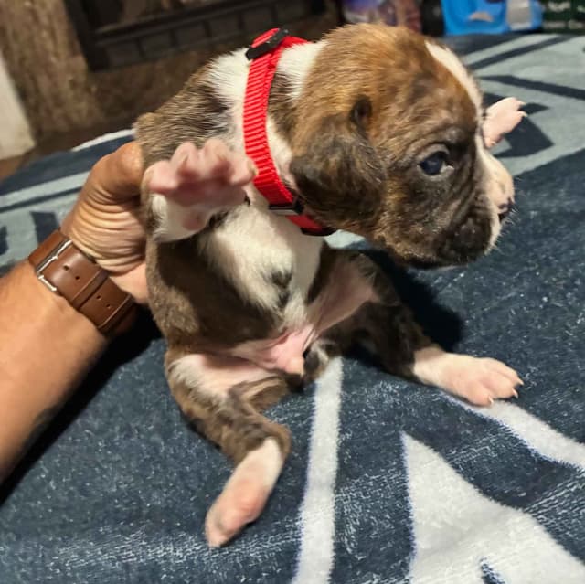 Boxer Puppies media 8