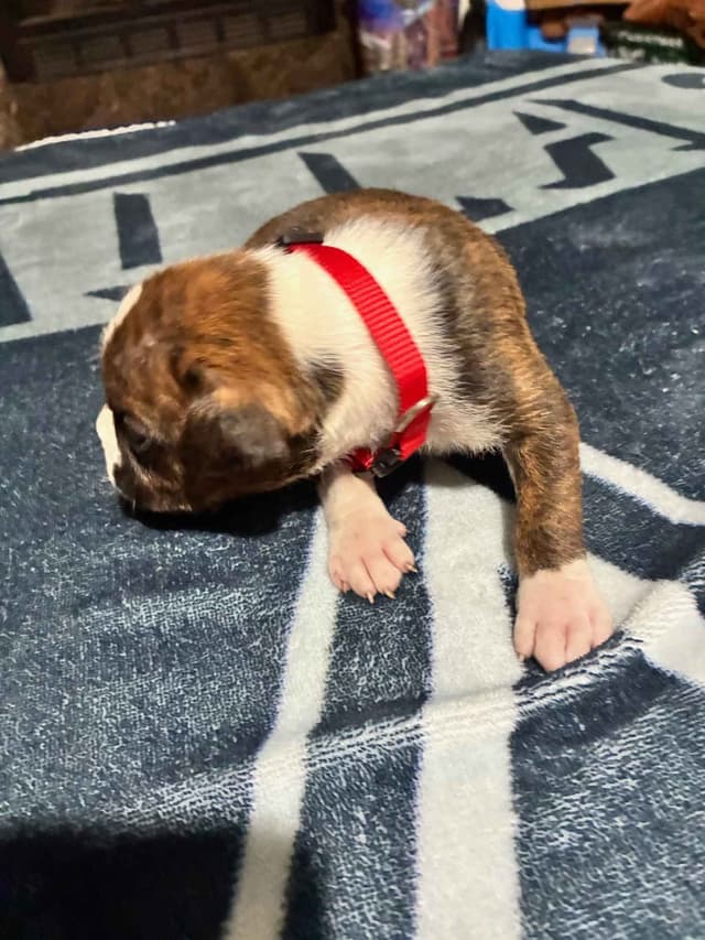 Boxer Puppies media 9