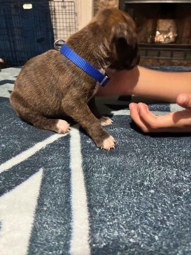 Boxer Puppies media 11