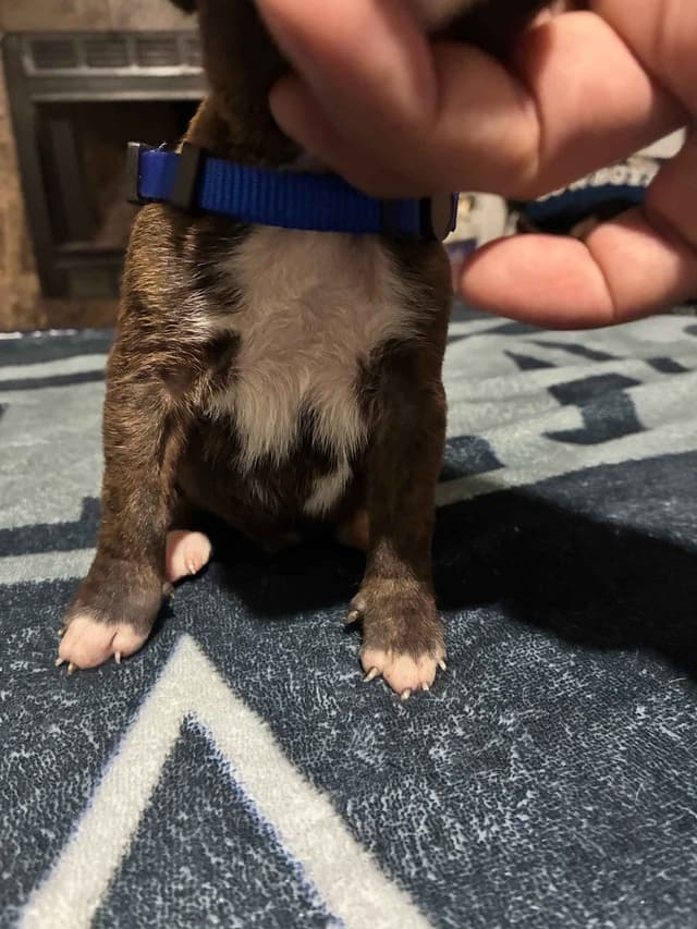 Boxer Puppies media 12