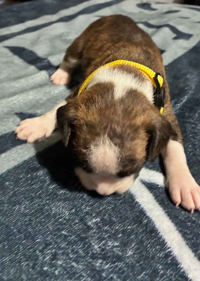 Boxer Puppies media 13