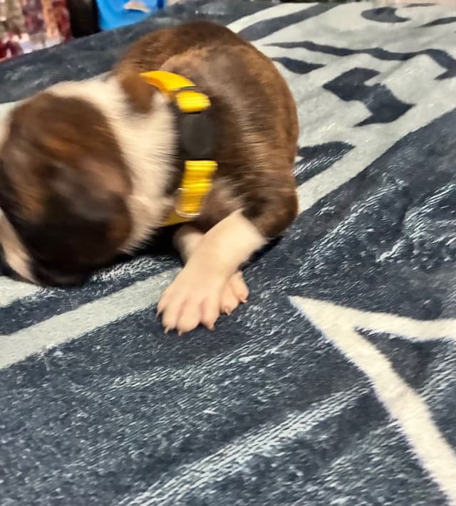 Boxer Puppies media 14