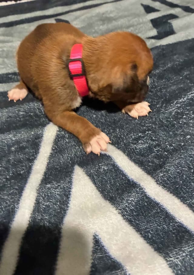 Boxer Puppies media 16