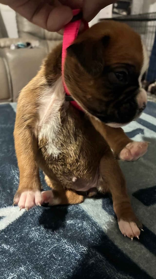 Boxer Puppies media 17