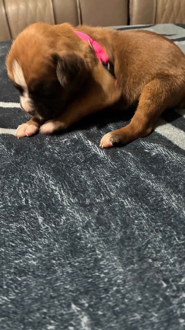 Boxer Puppies media 18