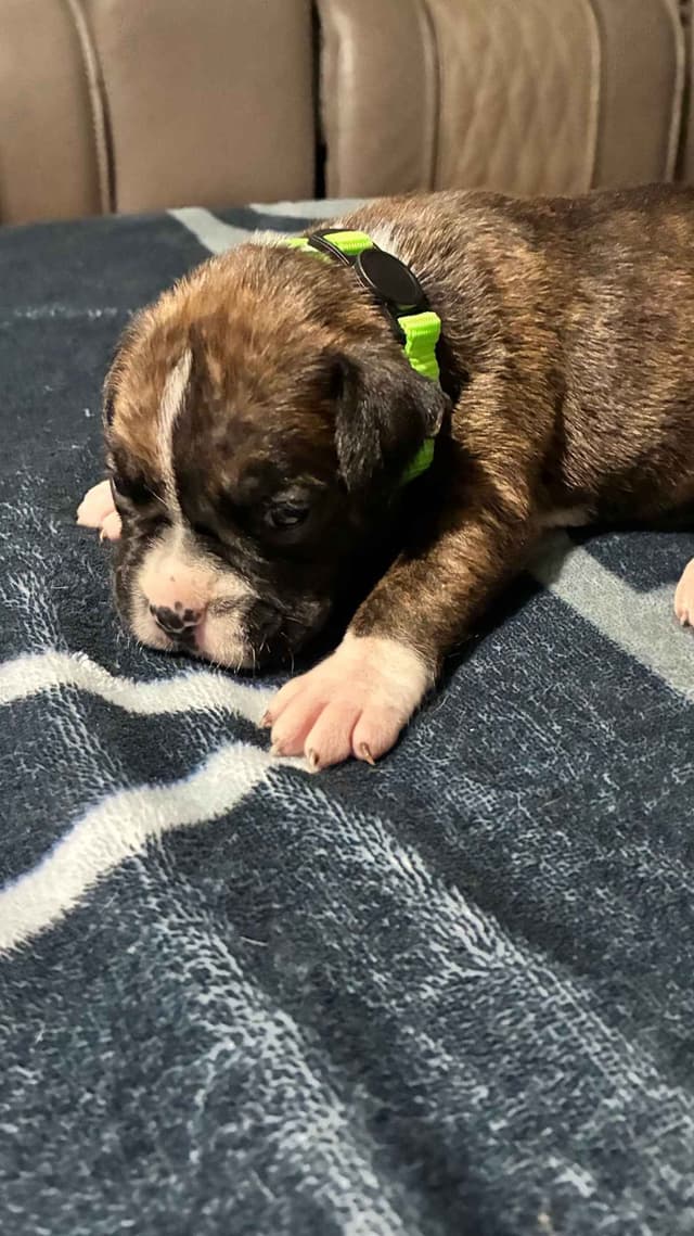 Boxer Puppies media 19