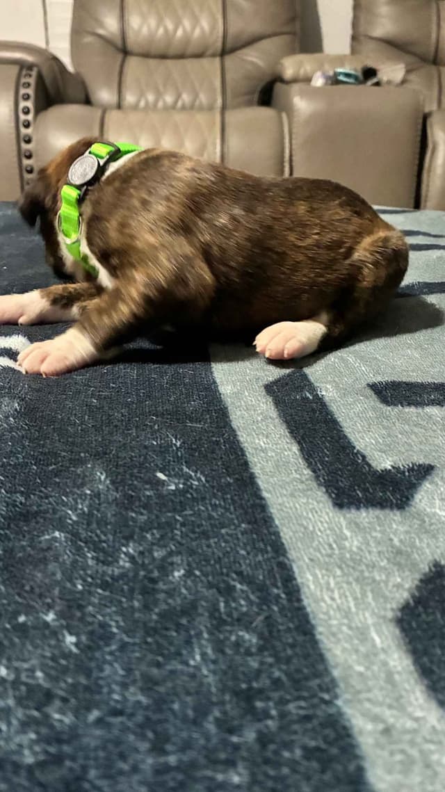 Boxer Puppies media 20